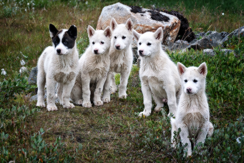 Young Sleddogs