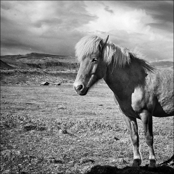 Anarstapi - Iceland Pony