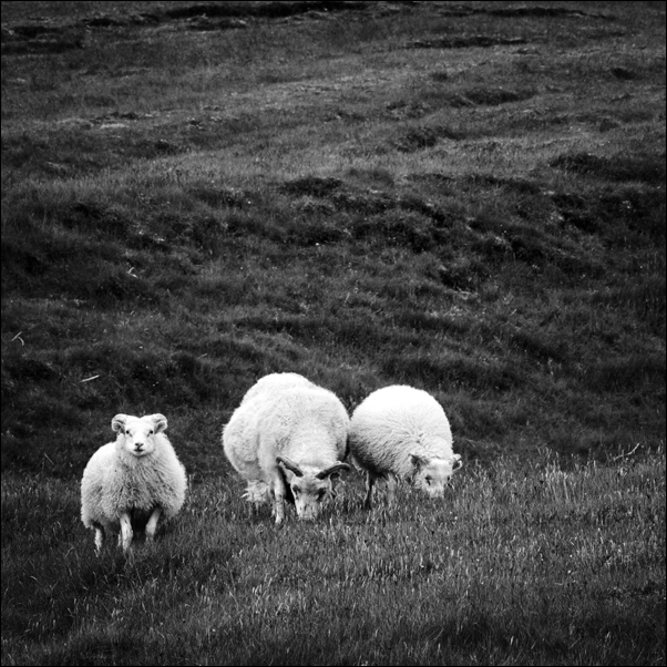 Near Vík Í Mýrdal - sheep