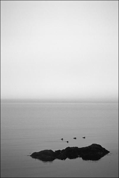 The Atlantic Ocean, a Rock and four Ducks