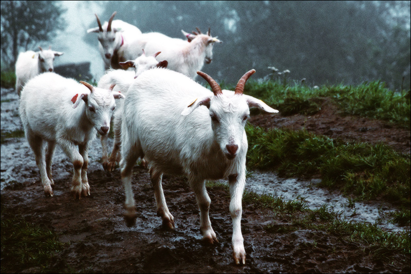 Goats Near Geiranger