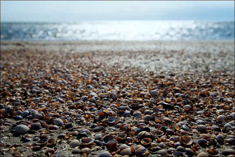 Shells At The Beach